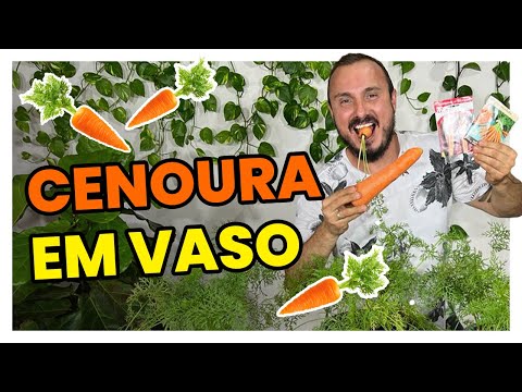 How to plant carrots in a pot and harvest more than 1kg in 90 days.