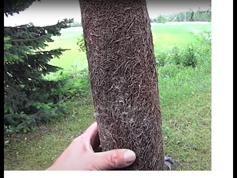 Metsolan metsäkoulu 158 - Miksi Salavaa ei kannata istuttaa talon lähelle?