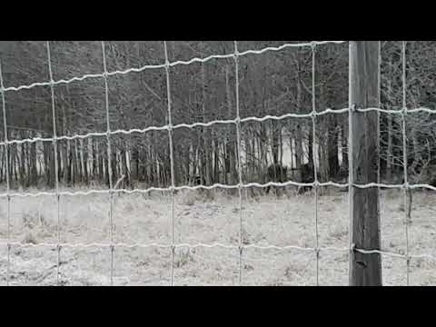 Wille i Almunge 11 december 2017