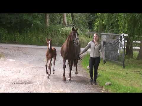 PAV Nilz v. Nemax -FS Don't Worry