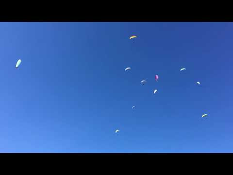 Max Freytag - Merkurs Fische