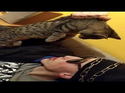 Emsira Kieta - Lucas Paquetá (Official Video)