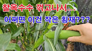 찰옥수수 꺾고 나서... 어쩌면 이건 작은 횡재???(옥수수 심기, 옥수수 재배, 옥수수 수확, 옥수수 곁순…