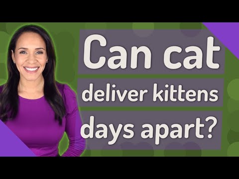 Can cat deliver kittens days apart?