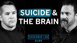 Why Do People Commit Suicide? | Andy Stumpf & Dr. Andrew Huberman