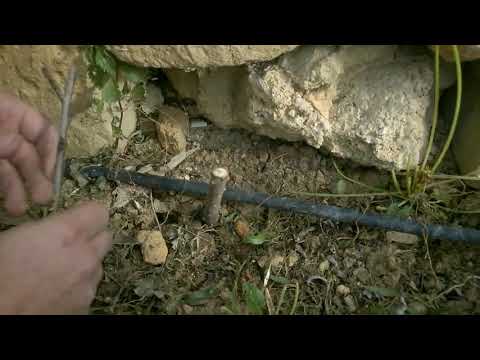 Tilqim bil-feles (Grafting)