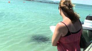 preview picture of video 'Parrie, Struisbaai's giant stingray'