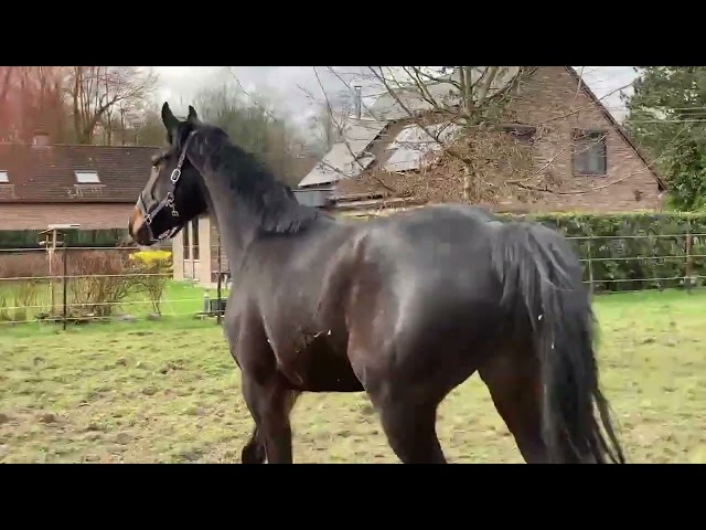 Castrone sBs Cavallo da Sport Belgio In vendita 2020 Baio