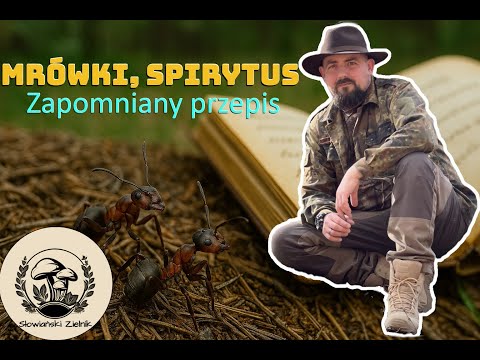 🐜🍶📜 Mrówki, spirytus i dawna farmakopea – zapomniany przepis 🐜🍶📜