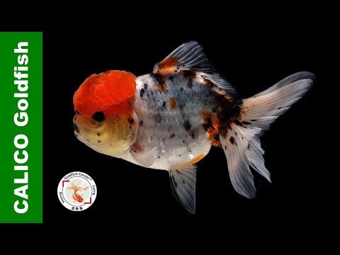 The Truth of CALICO Goldfish 五花金鱼 👉