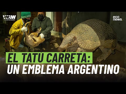 The Tatú Carreta: an Argentine emblem