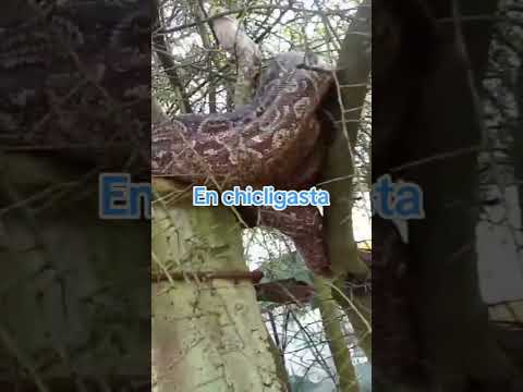 localidad de Chicligasta Tucumán y
