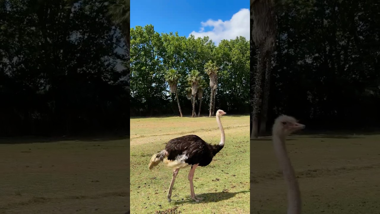 Le safari � faire pendant tes vacances au Capfun Barbacane !