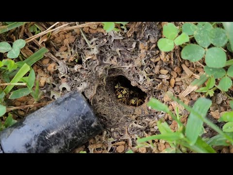 MASSIVE Subterranean Yellow Jacket Nest Removed From Client's Yard! Wasp Nest Removal.