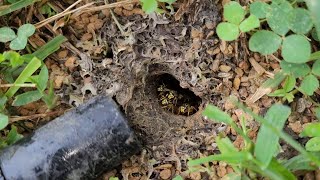 MASSIVE Subterranean Yellow Jacket Nest Removed From Client