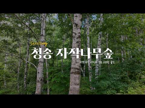 [온통청송] 청송 자작나무숲, 하얀 나무 사이로 걷는 고요한 숲길