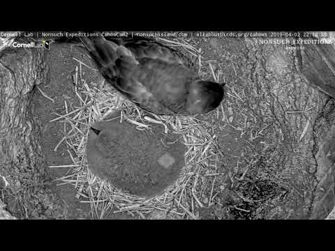 Another Feeding Visit For Well-Fed Cahow Chick – April 2, 2019