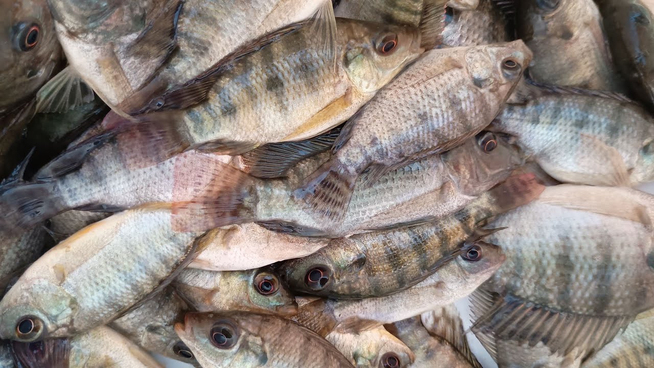 É INACREDITÁVEL A QUANTIDADE DE TILÁPIA QUE TEM NESSE LUGAR, SÓ DÁ TEMPO O ANZOL CAIR NA ÁGUA.