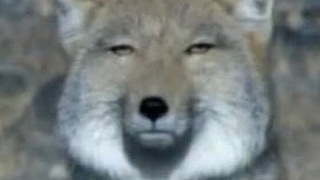 dbd