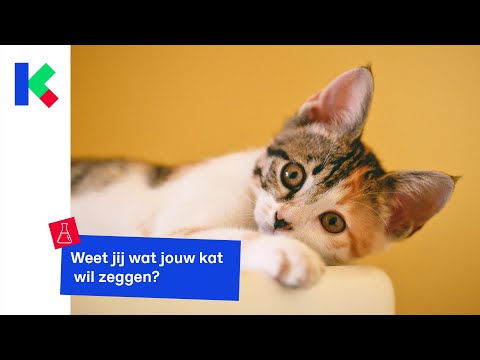 Kattenkaarten: Vraag jij je soms af of je kat iets wil zeggen Katten kunnen niet praten maar volgens een
