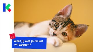 Vraag jij je soms af of je kat iets wil zeggen Katten kunnen niet praten maar volgens een