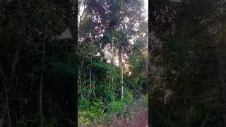 Download lagu poin burung merbah belukar betina #menjaringburung #berburuburung #merbah mp3 Download lagu poin burung merbah belukar betina #menjaringburung #berburuburung #merbah mp3
