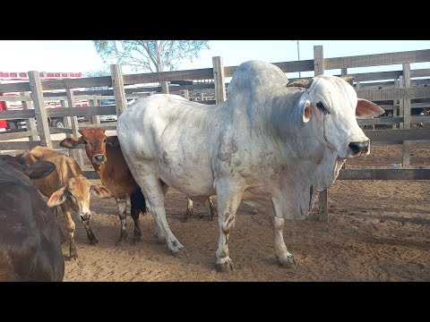 Feira de gado em Dois Riachos Alagoas 21/01/26#nordeste