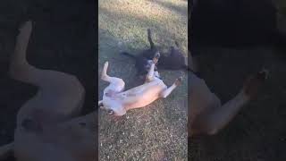 Video preview image #1 Labrador Retriever-Staffordshire Bull Terrier Mix Puppy For Sale in Holly Springs, NC, USA