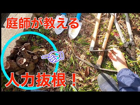 庭の小さな木立: 侵入しすぎた竹の根を取り除くにはどうすればよいですか?  庭園