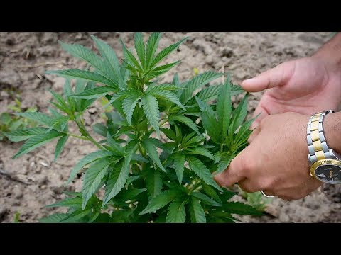 FRB hemp plants buried in snow and still thrived