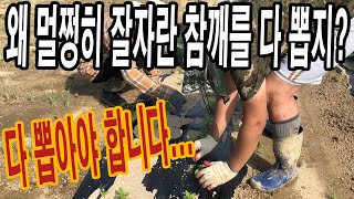 아깝지만 어쩔수 없다... 멀쩡하게 잘자란 참깨도 다 뽑아주셔야 됩니다!