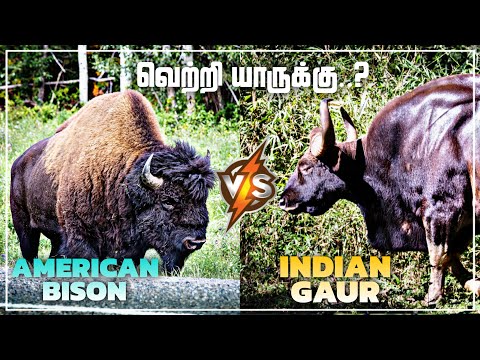 American Bison VS Indian Gaur | வெற்றி யாருக்கு? | Tamil | Gaur vs Bison | Who would win? | BioWorld