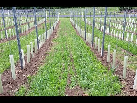 Weingarten Regeneration - Neuanlage