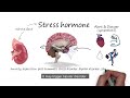 HH - Stress Affects Your Health
