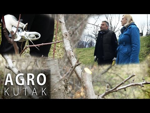 Agro kutak - Kako obrezati voće? - 14.03.2017.
