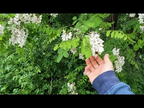 The acacia has bloomed, but will there be honey?