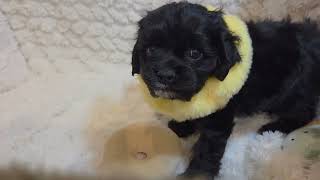 アメリカンコッカースパニエルの動画01