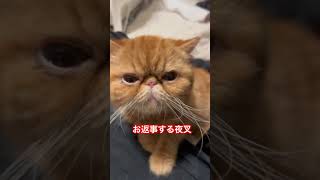 お返事が得意な夜叉　#エキゾチックショートヘア #猫 #ねこ #猫のいる暮らし #エキゾ