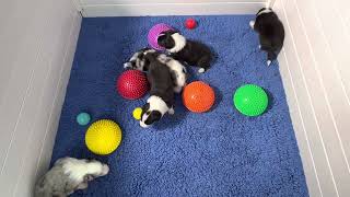 Video preview image #12 Border Collie Puppy For Sale in STRAFFORD, MO, USA