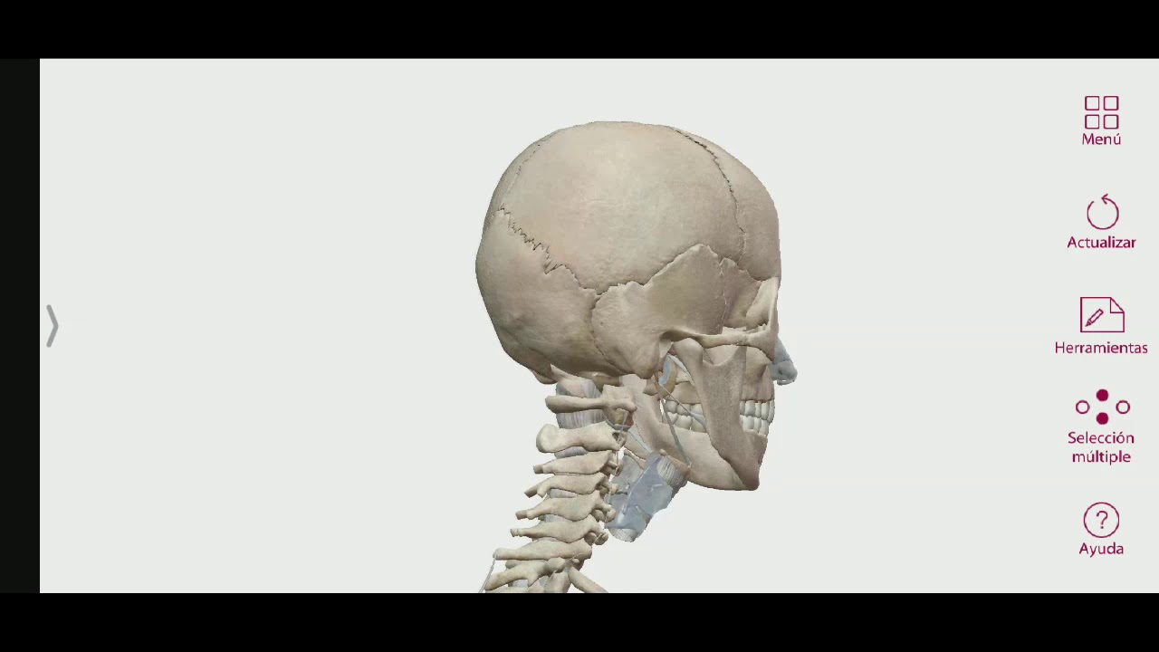 Esqueleto Axial : Generalidades