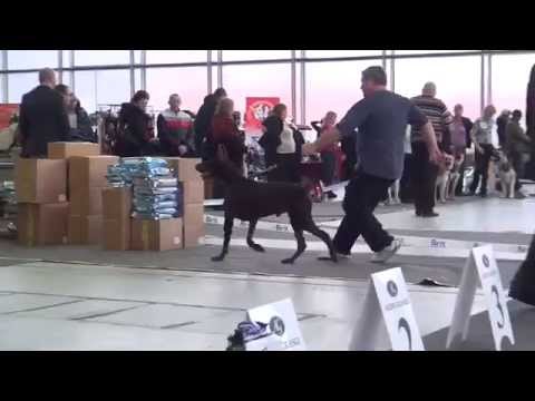 Brown adult dobermanns 09 02 2013