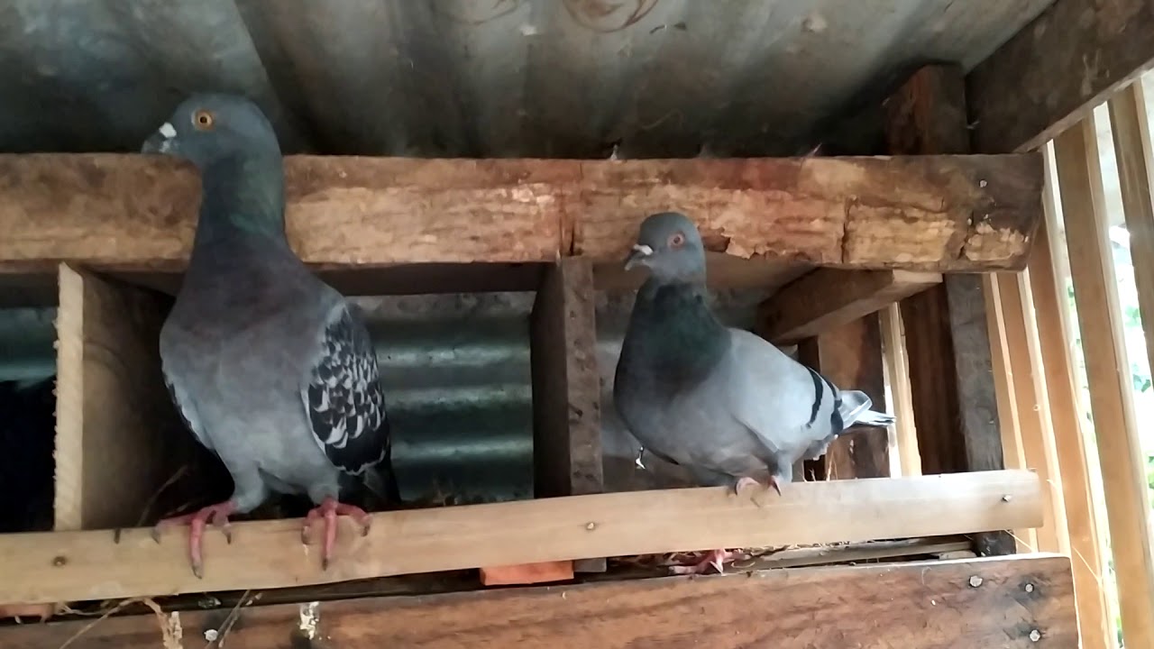 Mga hayop na pwede mong alagaan at pagkakitaan SA inyong bakuran