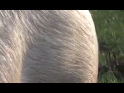 Raadvideo Lemelerveld 20 Zeldzame beelden