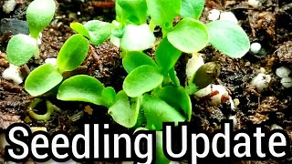 Indoor seedling update