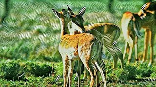 Noceur Pneuma - Gazelle (Music Video)