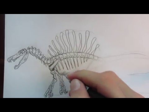 How to draw a Spinosaurus skeleton part 1.