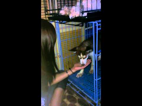 Rosemarie Tan- siberian husky's Hi-5