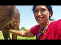 Viral Cow Milking