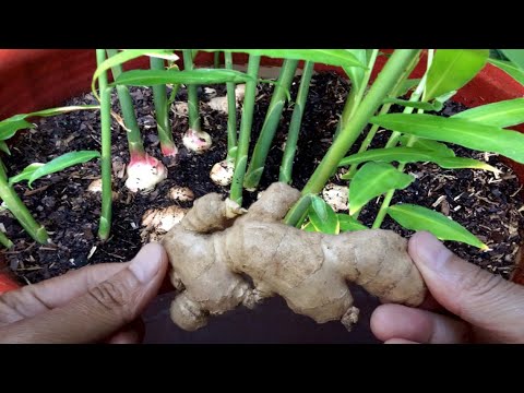 , title : 'How To Grow Ginger Plant Indoors in Pot - Gardening Tips'