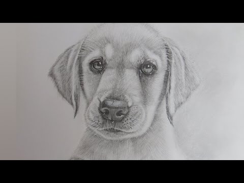 How to Draw a Realistic Puppy Dog Labrador Retriever - YouTube